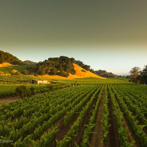 vineyard 3 Darms.jpeg