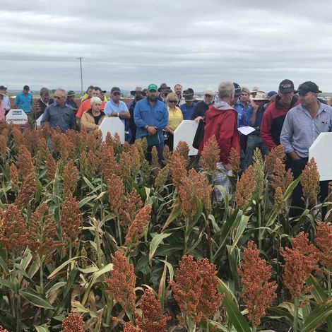 Network Grains Pty Ltd - Sorghum
