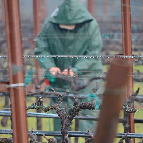 CADE Estate Winery_Wine_Harvest1