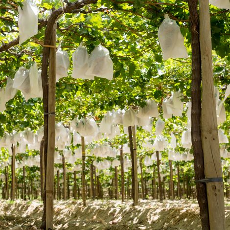 Fresh Grape Vines
