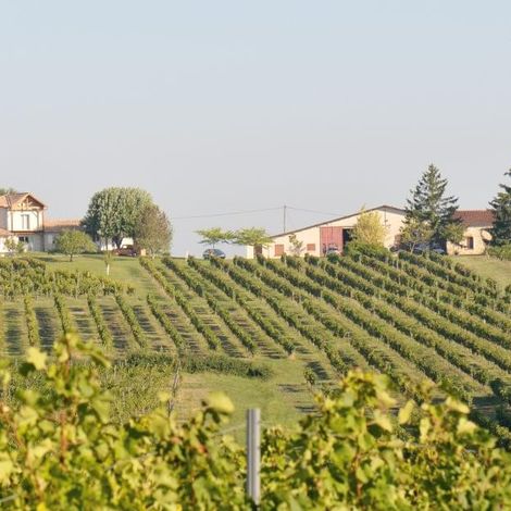Château Pourquey Gazeau - Vineyard