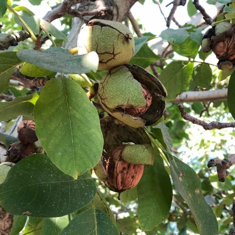 Sacramento Valley Walnut Growers - Walnuts