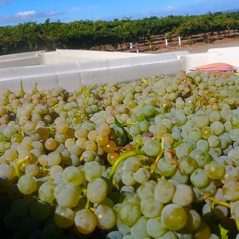 Eternal Wines & Drink Washington State