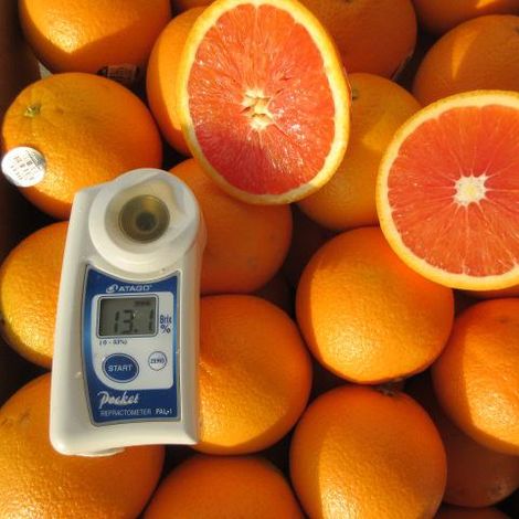 Hronis_CaraCara_88_Brix