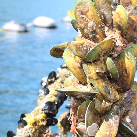 New Zealand Greenshell Mussels