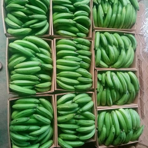Green bananas ready for export