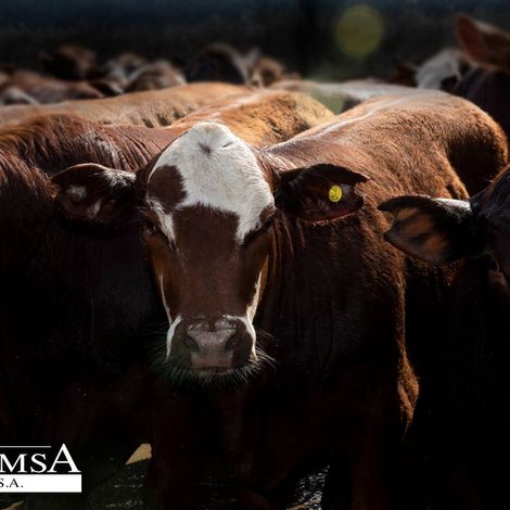 FRIMSA S.A. - Cattles