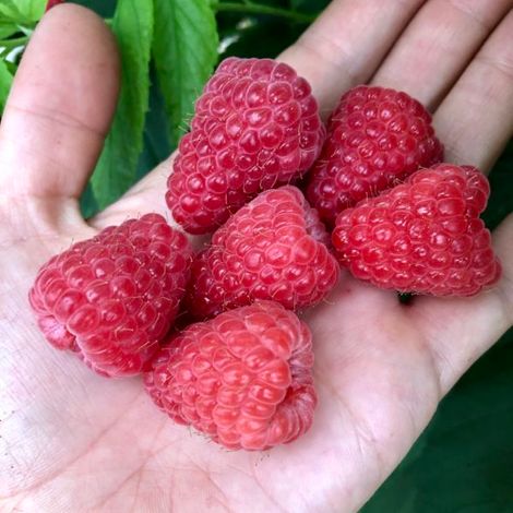 Sevenberries, Lda