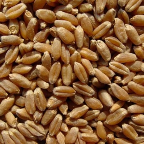 Wheat