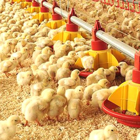 CENTRO EMPRESAS PROCESADORAS AVICOLAS - ARGENTINA - Chicks
