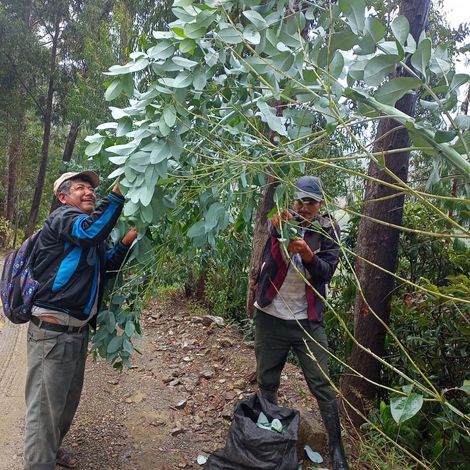Asoc De Prod De Mango Del Valle Alto Piura