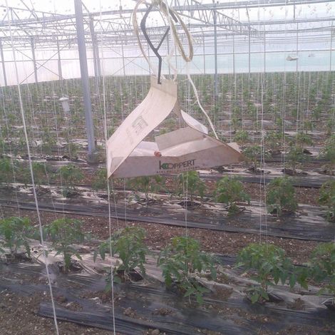 SARL LES SERRES DES ANGLOIS - Plantation