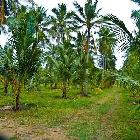 Quentara - Plantation