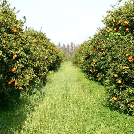 Farm