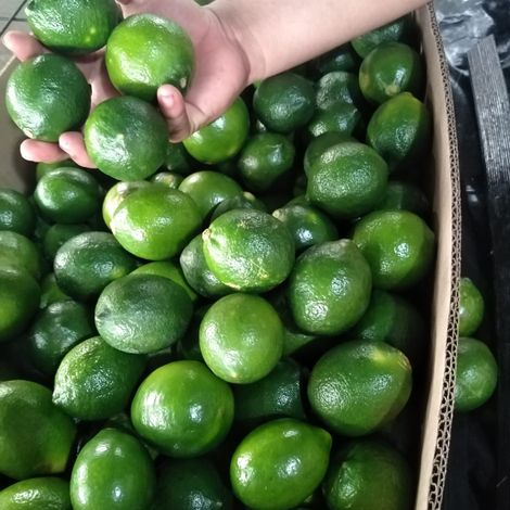 Tahitian Limes