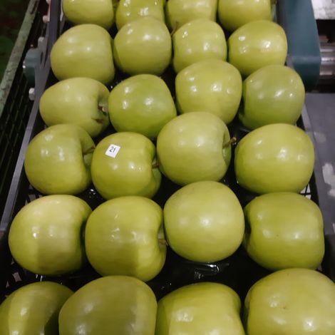 GOLDEN DELICIOUS
