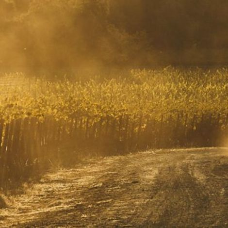 Quintessa Vineyard 2.jpeg