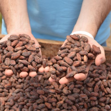 Nahua Cacao beans 2