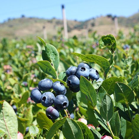 Berrysmart, Lda - Plantation