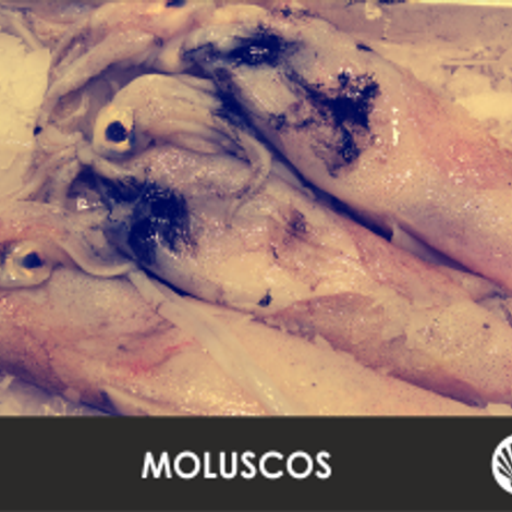 Nini Peixe, Lda.