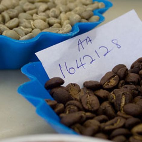 Thika Coffee Mills