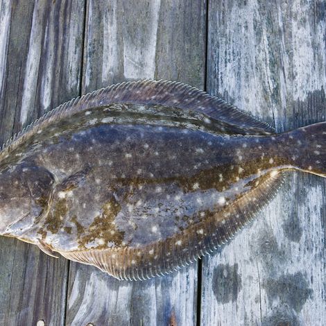 Halibut