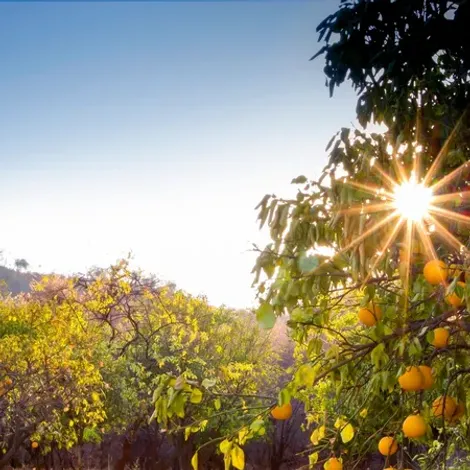 Citrus Team Company, LLC