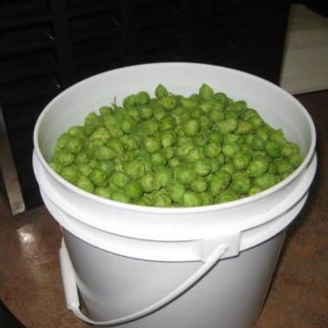 black creek hops