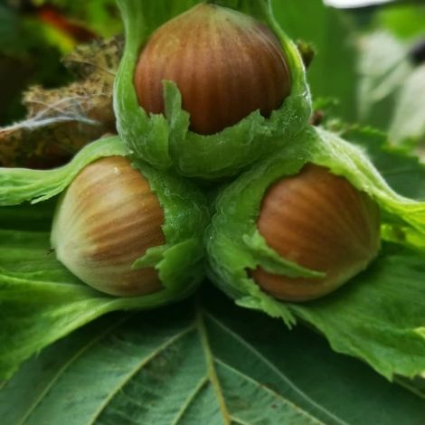 Arslanturk Tarim Urunleri San. Ihr. ve Ith. A.S. - Hazelnut