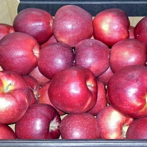 hortiquality17-420x372.jpg