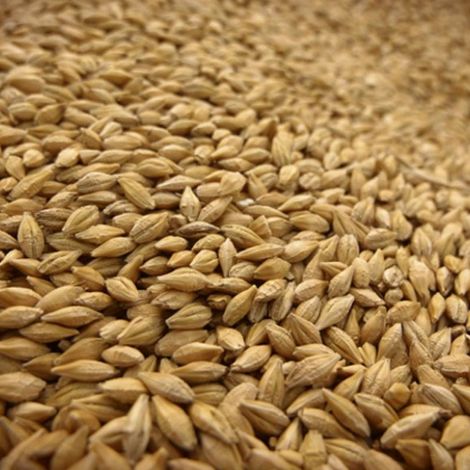 Barley