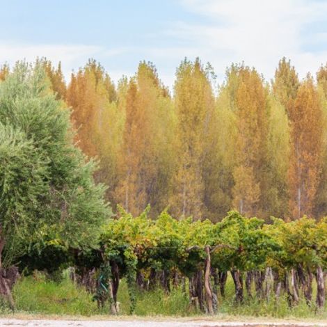 Marale Wines