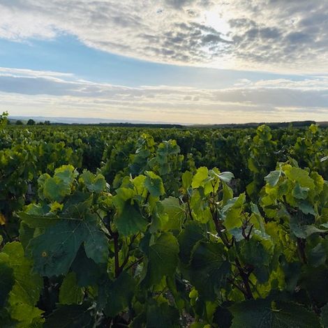 Domaine Millet_Wines_Vineyards