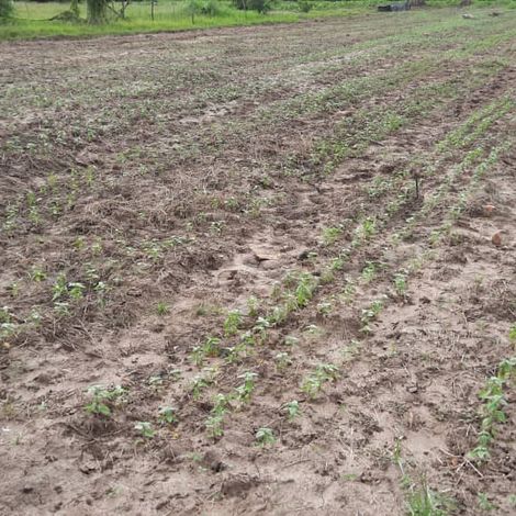 Basil fields