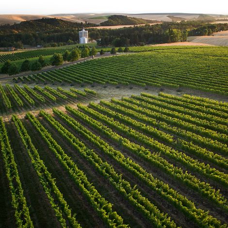 Figgins vineyard 1.jpg