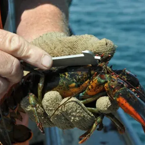 East Point Lobster Co., LLC - Product