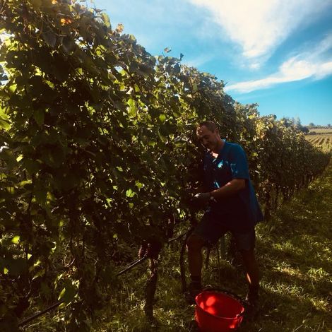 K.Martini & Sohn - Vineyard