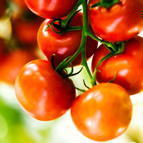 Hagdorn Tomaten
