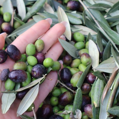 Olives