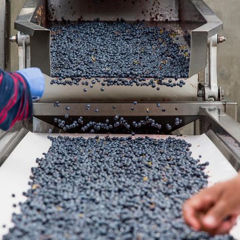 Vine Cliff Winery_Wine_Process