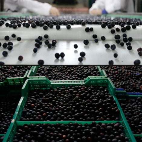 Blueberries S.A