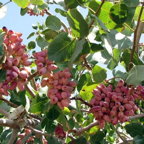 Desert Green Nuts - Persian Gulf Trad Dawn Development