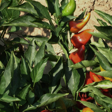 Peper S.A.