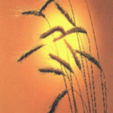 COOK NATURAL PRODUCT