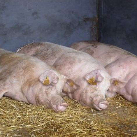 The Cornish Farmhouse Bacon Company