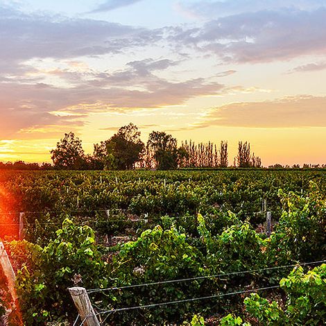 Somewhere Else Vineyards