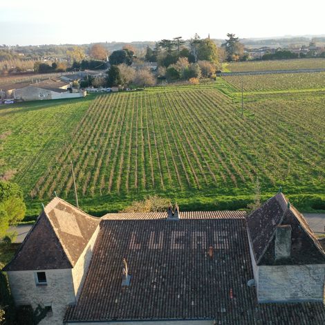 Château Lucas - Vineyard