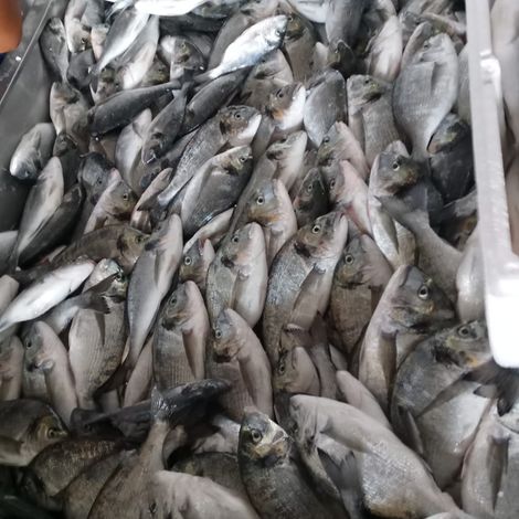 Portion of sea bream