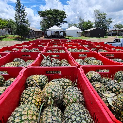 Durantas_Pineapple_Harvest