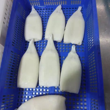 SQUID SEA FOOD